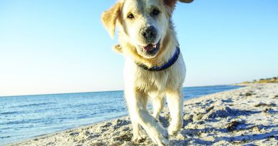 How sole salt solution saved a dog’s life