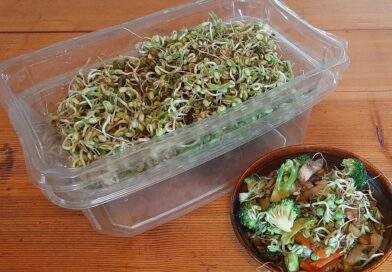 Homesteader: try this easy stir fry with homegrown bean sprouts in a DIY sprouter