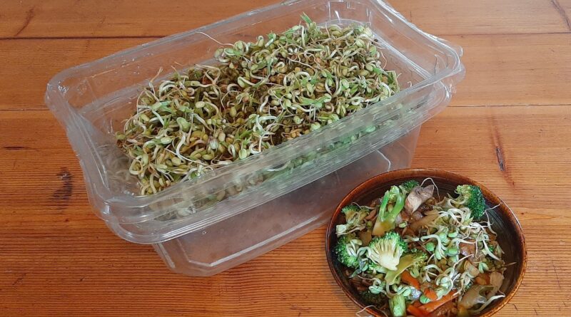 Homesteader: try this easy stir fry with homegrown bean sprouts in a DIY sprouter